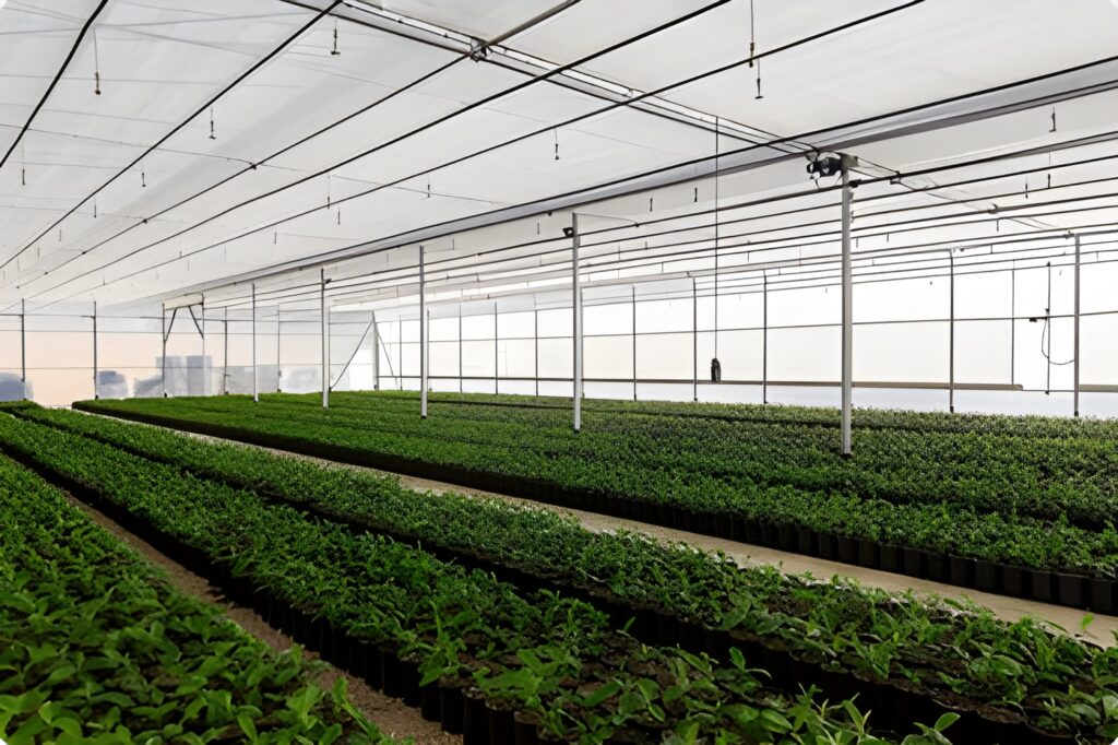 Planta de pistacho en vivero especializado